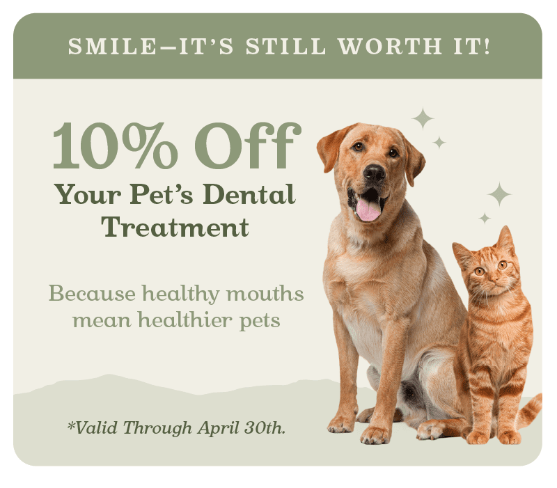 dental promotion